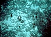 Galapagos260-1-2