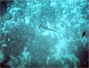 Galapagos260-1-3