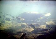 manatee1-1