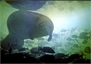 manatee1-2