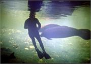 manatee2-2