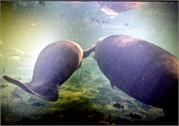 manatee2-4