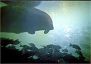 manatee2-5