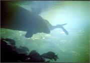 manatee3-