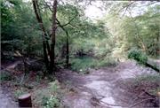CowSprings1-6