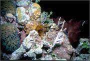 StewpotNight3-