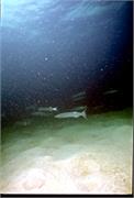 BahamaAdv4-20