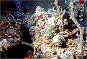 BahamaAdv4-21