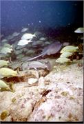 BahamaAdv4-24