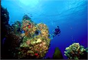 HaloweenReef1-1