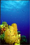 HaloweenReef2-1