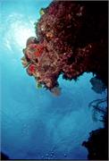 HaloweenReef0-3