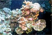 HaloweenReef0-5