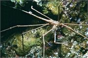 CaymanBrac1-10
