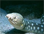 CaymanBrac1-5
