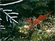 CaymanBrac1-6