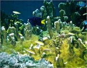 CaymanBrac2-