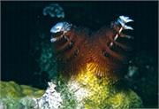 CaymanBrac3-