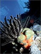 Bonaire1-1-