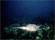 Bonaire1-2-2