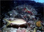 Bonaire1-2-3