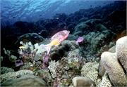 Bonaire1-3-2