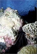 Bonaire1-3-3