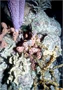 Bonaire1-3-9