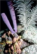Bonaire1-4-2