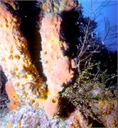 Bonaire1-5-1