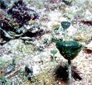 Algae2-1