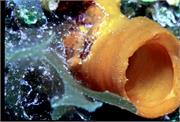 Algae2-2
