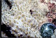 Algae2-3