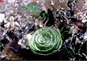 Algae2-4