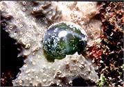 Algae2-5