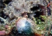Algae3-1