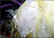 Algae3-2