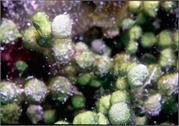 Algae3-3