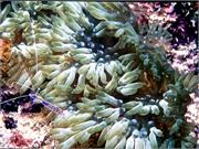 Anemone1-1