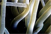Anemone1-2