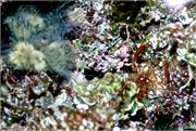 Anemone1-3