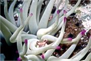 Anemone1-4