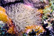 Anemone1-5