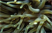 Anemone1-6