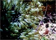 Anemone2-1