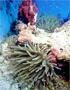 Anemone2-10