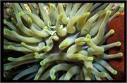 Anemone2-11