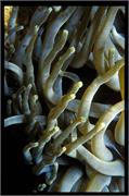 Anemone2-12