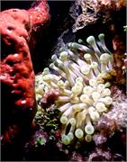 Anemone2-2