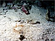 Anemone2-3